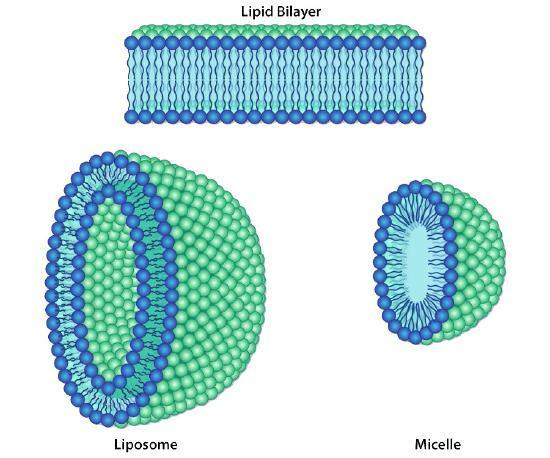 Three diagram showing different lipid bilayer structures.