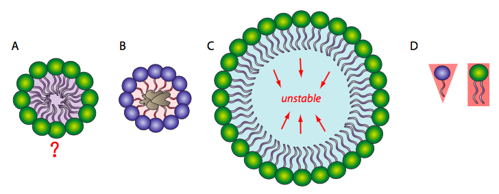 Four diagrams about phospholipid bilayer folding.