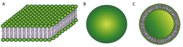 Three diagrams showing the phospholipid bilayer.