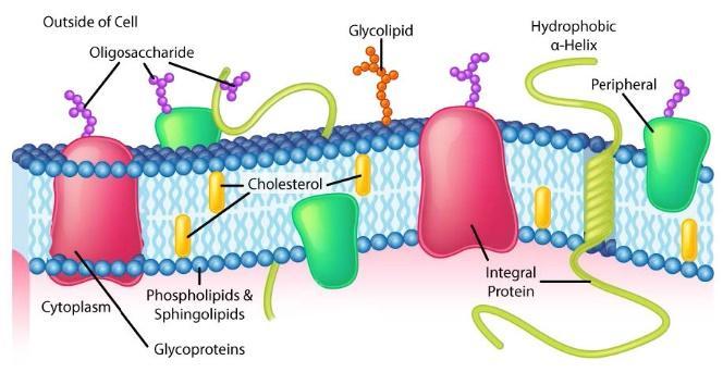 Different lipids and proteins that can exist in and along the membrane.