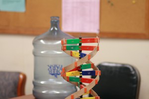 The same DNA model, but zoomed in on the upper half. The letters on the model can be clearly seen.