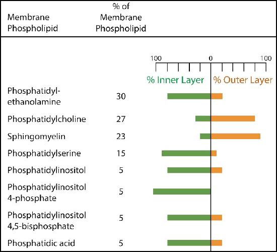 Table with a horizontal bar chart showing the percentage of each membrane phospholipid in the inner and outer layers on the membrane.