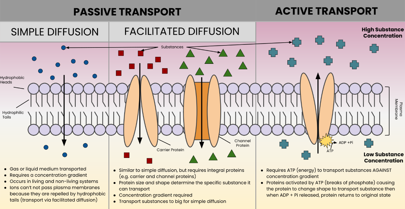 Diagram showing passive and active transport across the cell membrane.