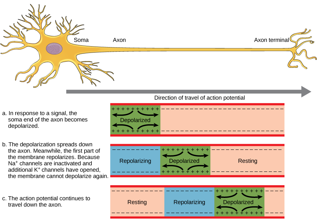 Diagram showing how action potential spreads down the axon.