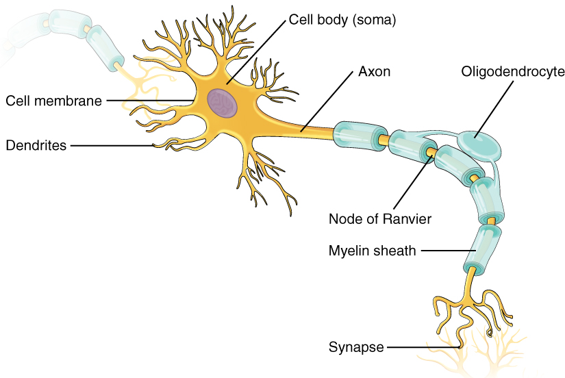 Myelinated axon components.