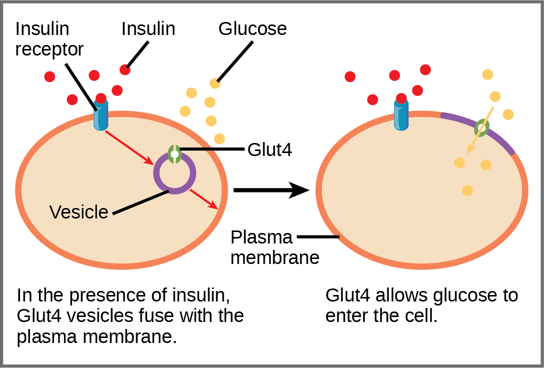 GLUT4 behaviour when insulin is present.