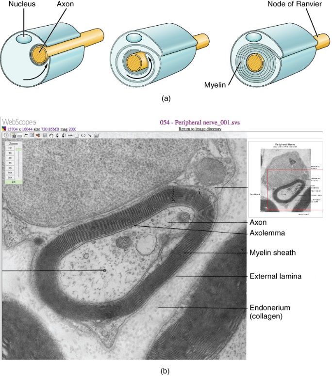 Diagram showing the mylelination process. An electron micrograph showing myelination in a peripheral nerve.