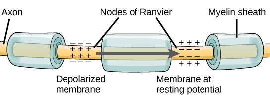 Diagram showing Nodes of Ranvier on axons.