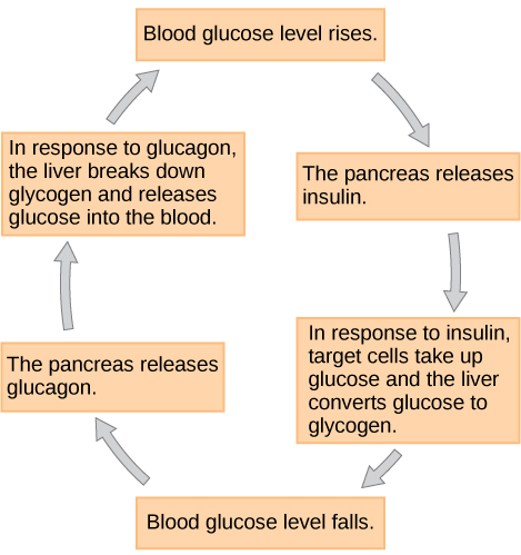 The blood glucose regulation cycle.