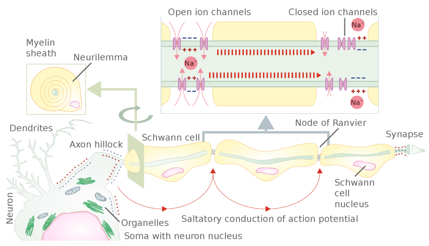 Diagram showing action potential propagation along a myelinated nerve fiber.