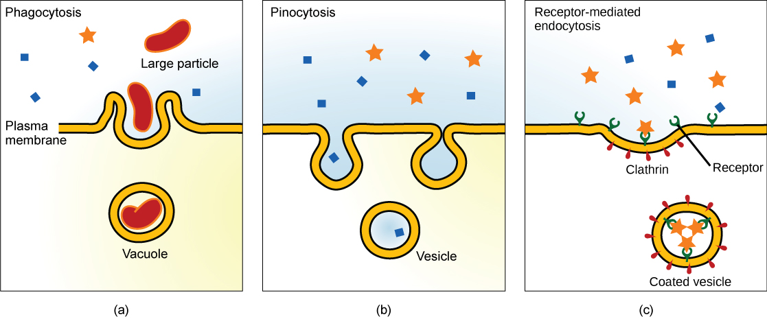 Three endocytosis variations.