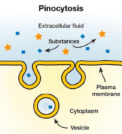 Pinocytosis.