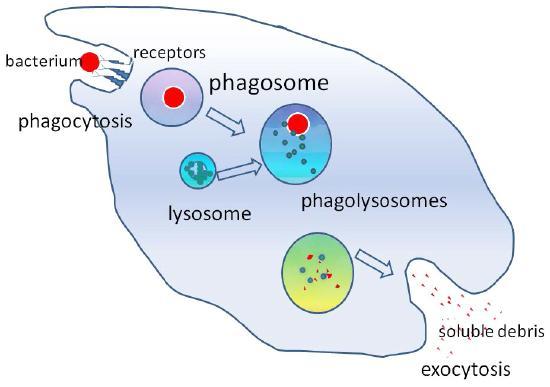 Diagram showing phagocytosis of a bacterium.