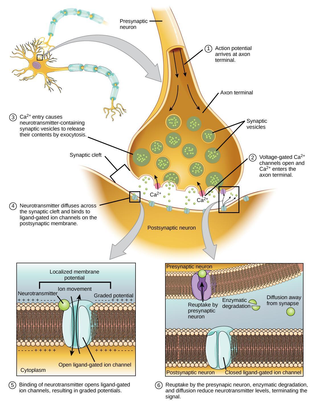 Diagram showing synapse communication.