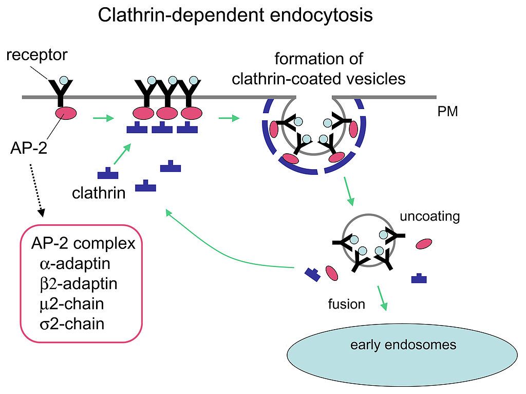 Diagram showing clathrin-dependent endocytosis.