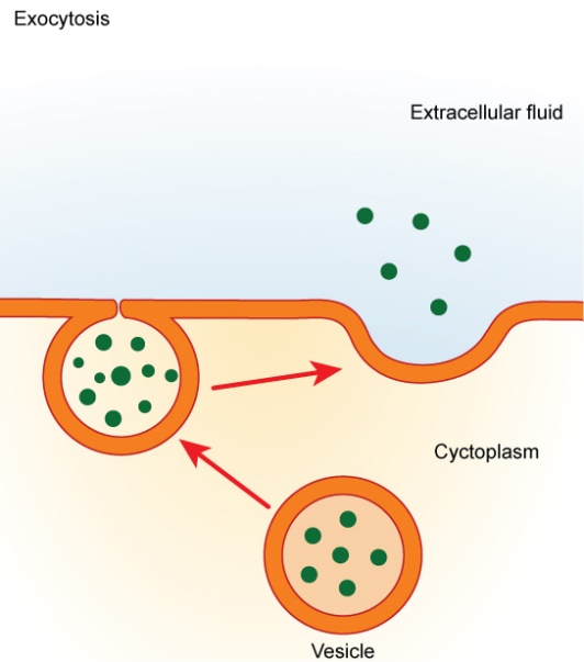 Diagram showing exocytosis.