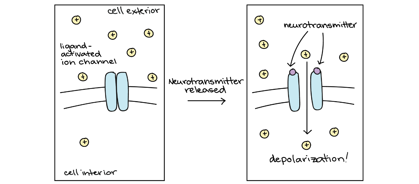 Diagram showing how ligand-activated channels work.