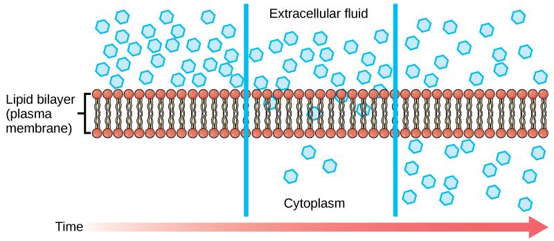 Diagram showing the progression of diffusion over time.