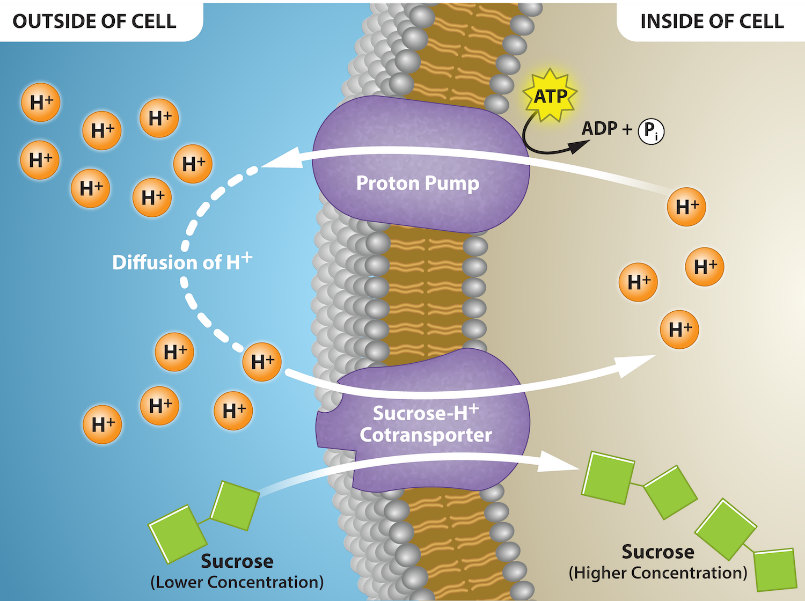 Protein gradients.