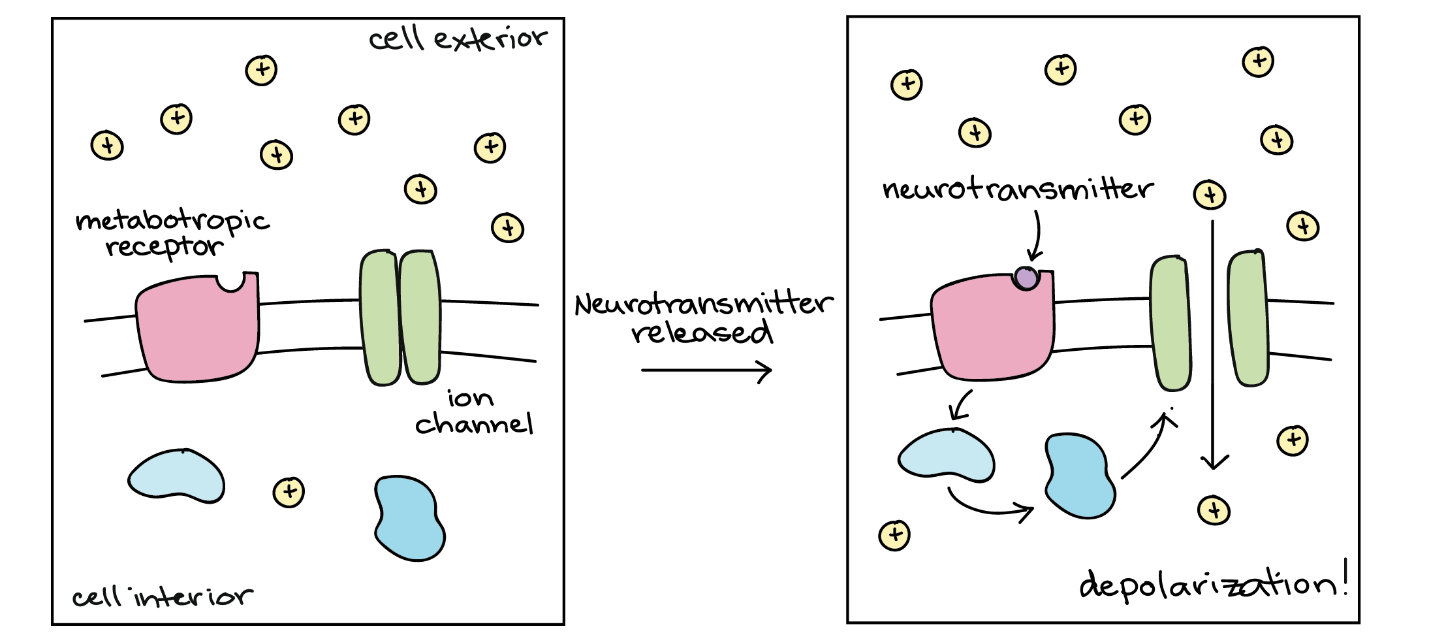 Diagram showing one way a metabotropic receptor can work.