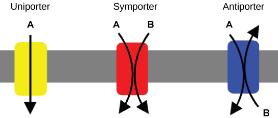 Uniporter, symporter, and antiporter transport directions.