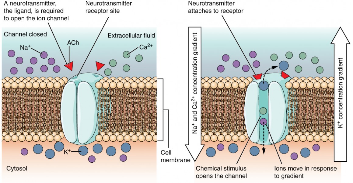 Diagram showing how ligand-gated channels work.