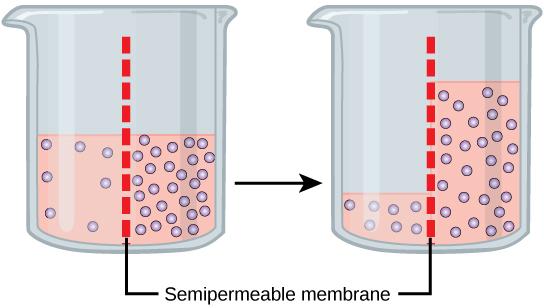 Diagram showing water before and after osmosis.