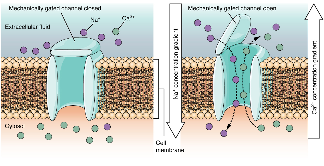 Diagram showing how mechanically gated channels work.