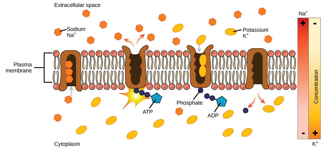 Active transport using a sodium potassium pump.