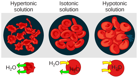 Red blood cells in hypertonic, isotonic and hypotonic solutions.