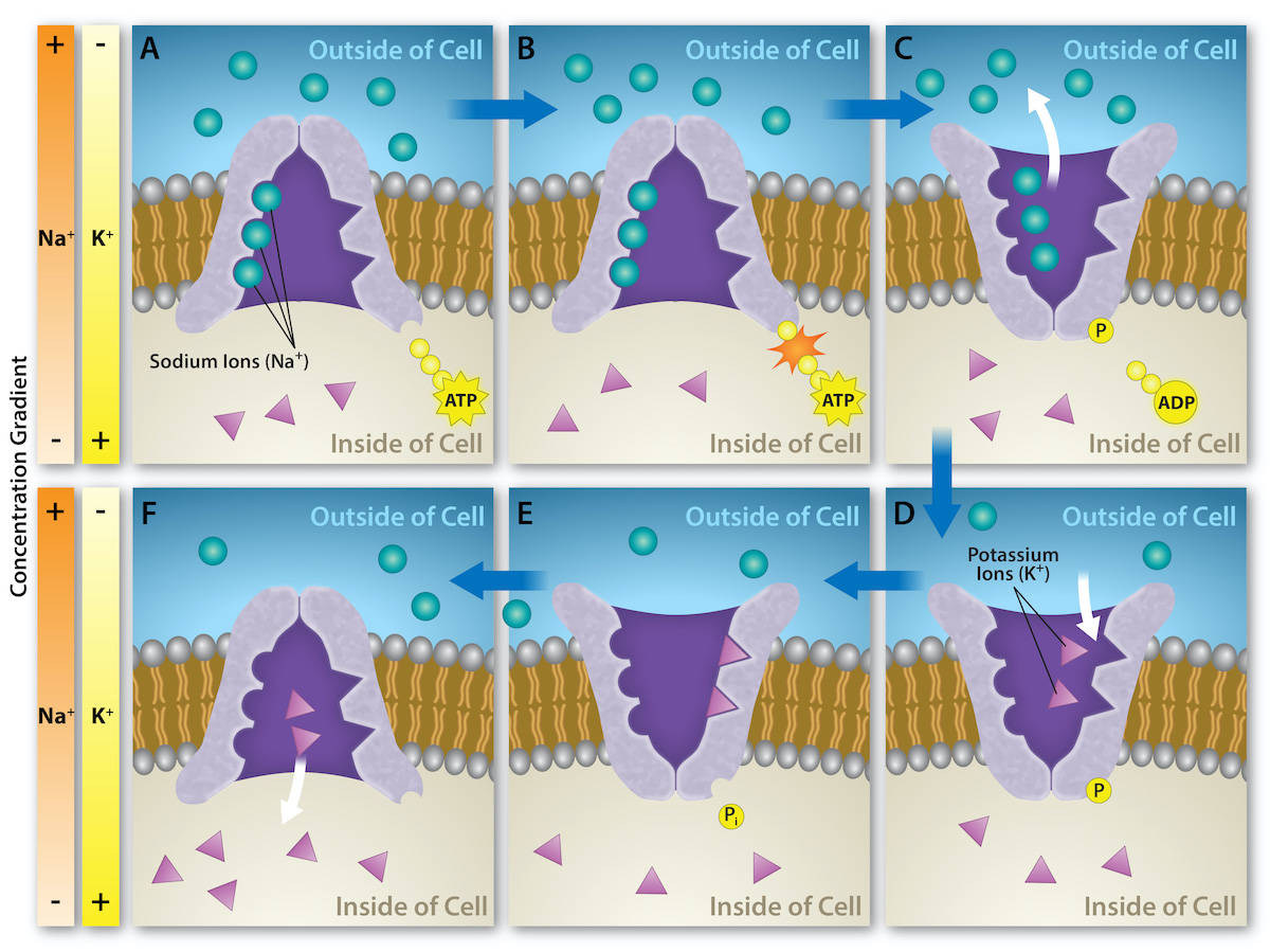 Steps of active transport using a sodium potassium pump.