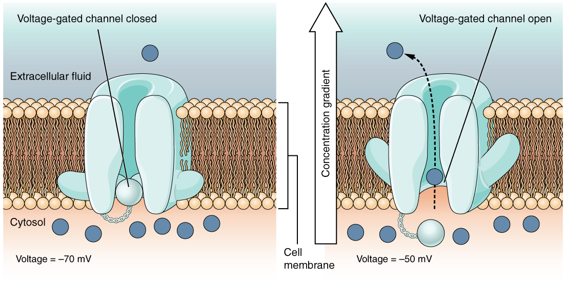 Diagram showing how voltage-gated ion channels work.