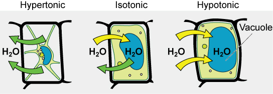 Plant cells in hypertonic, isotonic, and hypotonic solutions.