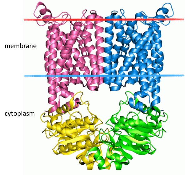 3D structural model of the Escherichia coli BtuCD protein.