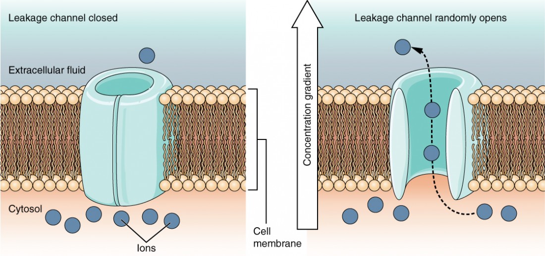 Diagram showing how leakage channels work.