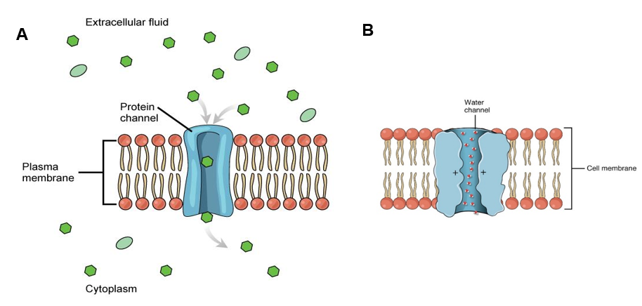 Protein and water channel mechanism comparison.