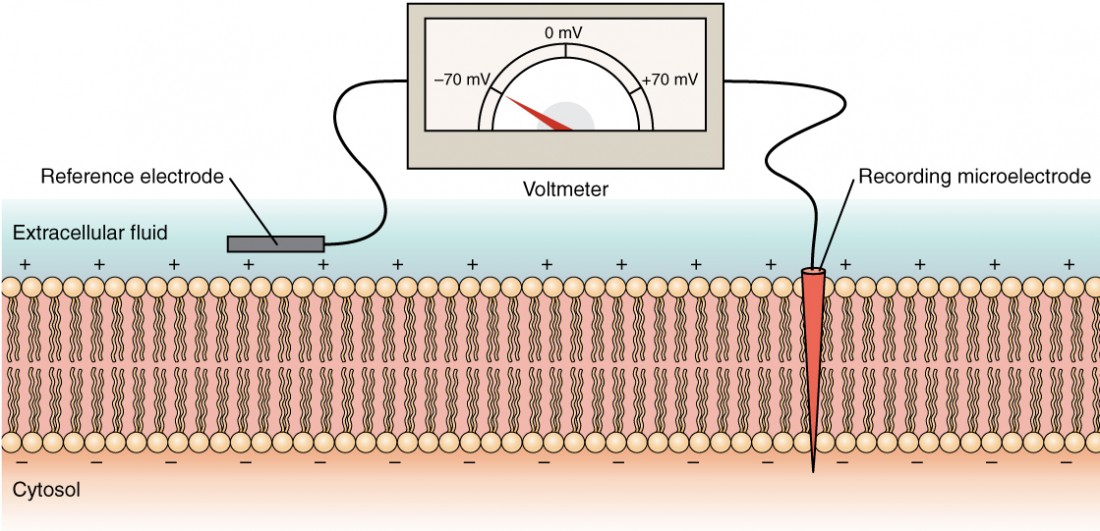 Diagram showing how to measure charge across the membrane using a voltmeter.