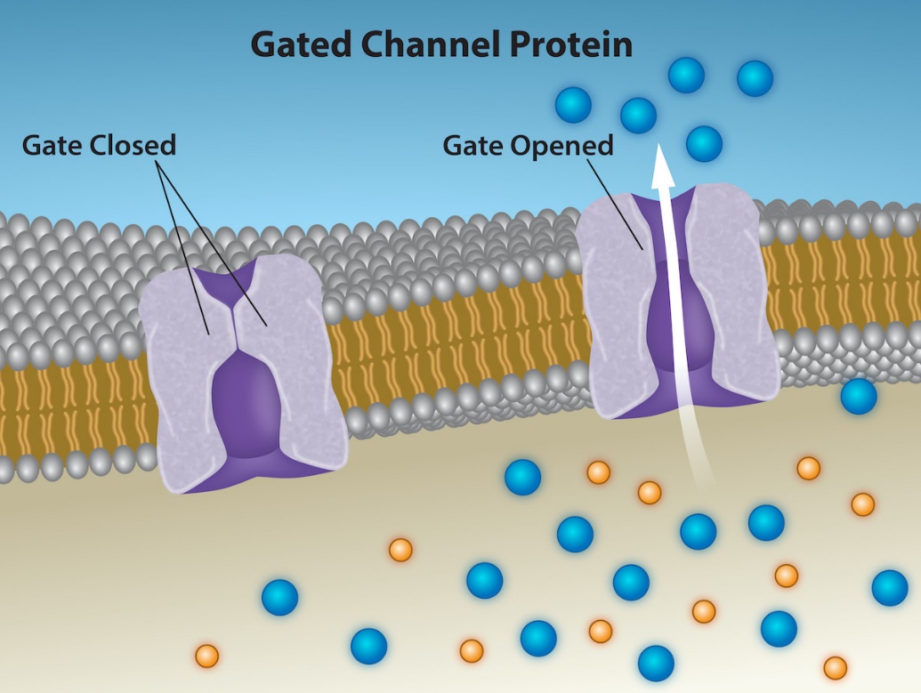 A gated channel protein when it is opened versus closed.