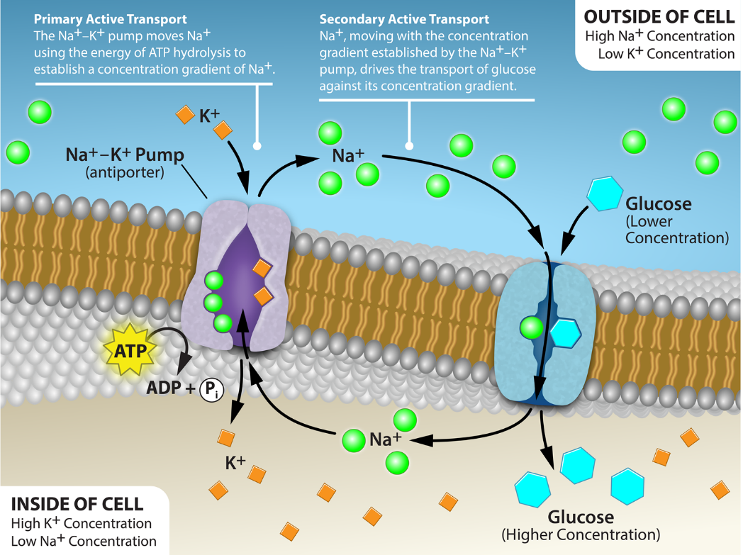 A sodium glucose transporter.