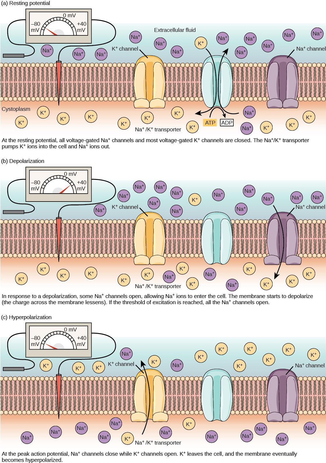 Diagram showing plasma membrane polarization.