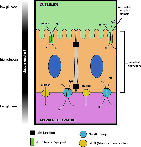 Transporter types in the gut.