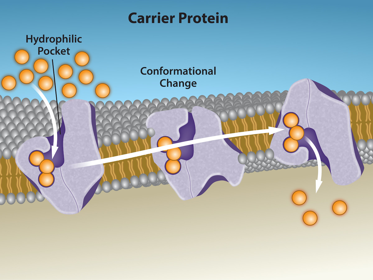 Facilitated diffusion through a carrier/transporter protein.