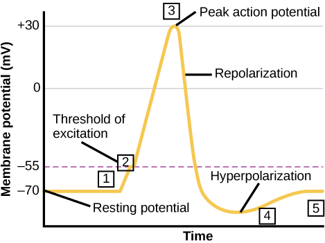 Graph showing action potential.