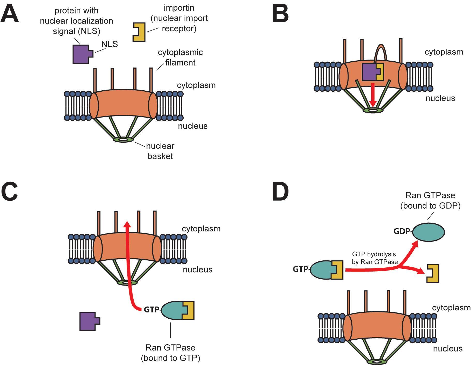 Four steps in transporting a protein through a nuclear pore into the nucleus.