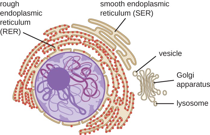 Endomembrane system components.