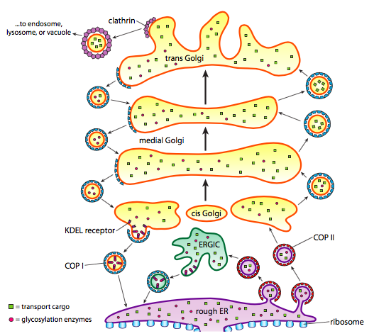 The endomembrane system.