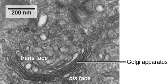 Golgi apparatus trans and cis faces.