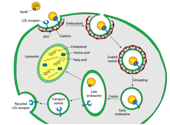 Clathrin-based receptor-mediated endocytosis of LDL particles.