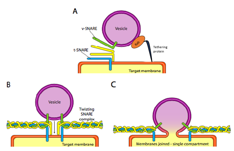 Vesicle fusion.