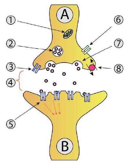 Vesicle release in the synapse.